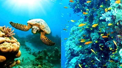 La belleza del mar rojo en la localidad de Marsa Alam