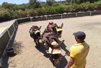 El instructor de Maze Park conduce 3 burros para patinar.