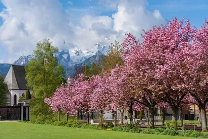 Hanami en diferentes paises