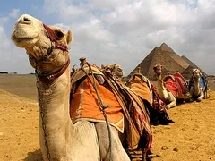 Transferencias de Egipto