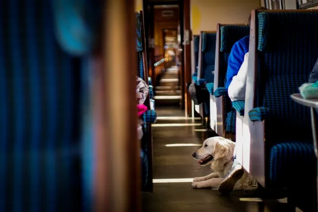 Viajes de mascotas en tren