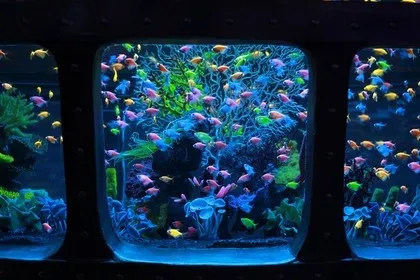 Fecha inusual en el oceanario